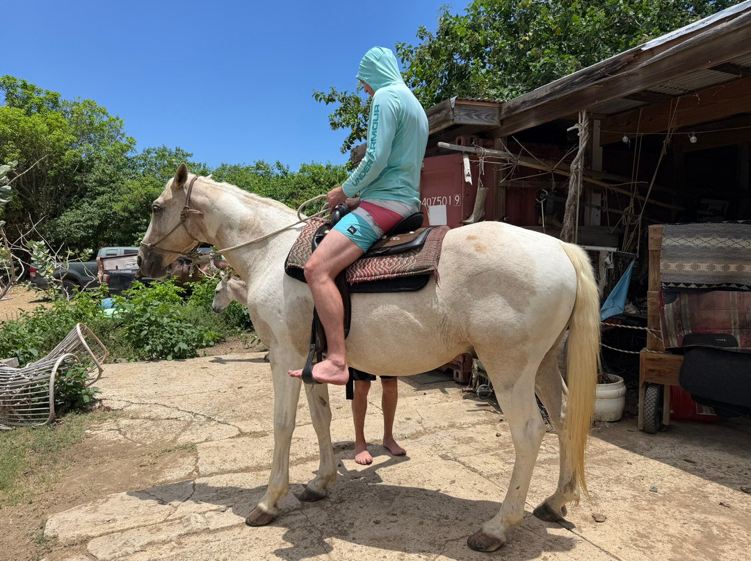 Equus Rides Horseback Riding St. Croix-Frederiksted必去景点