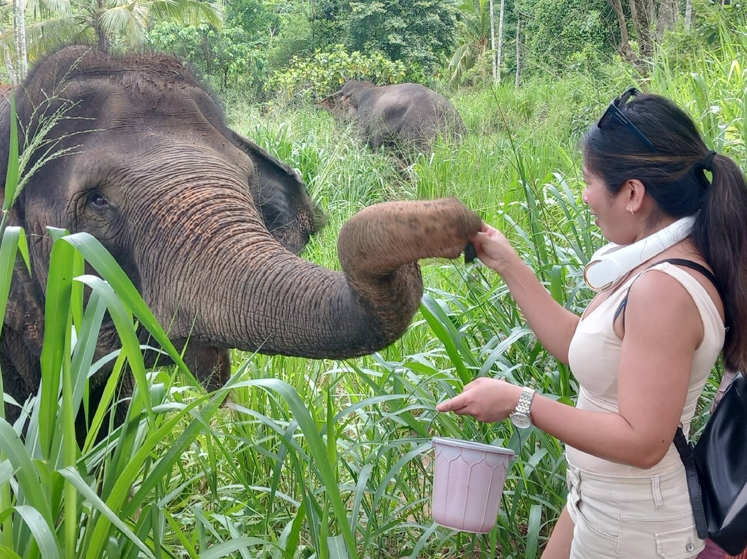 Elephant Freedom Project-凯格勒 必去景点