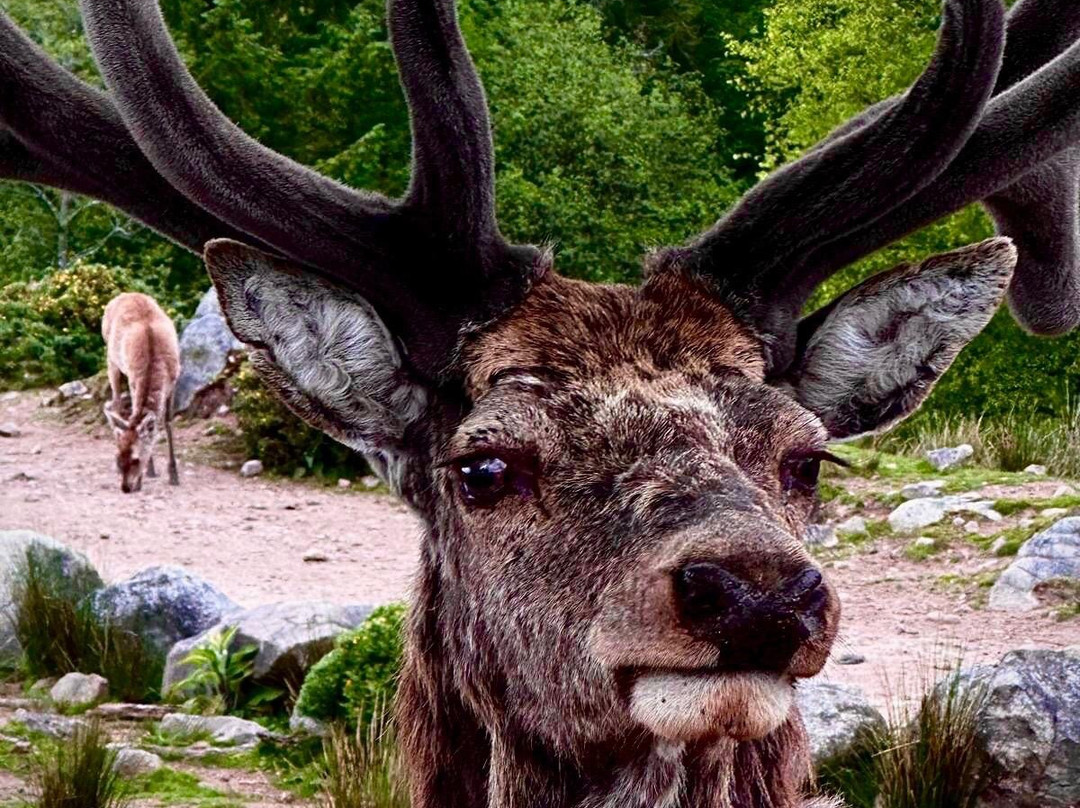 Bainloch Deer Park-Dalbeattie必去景点