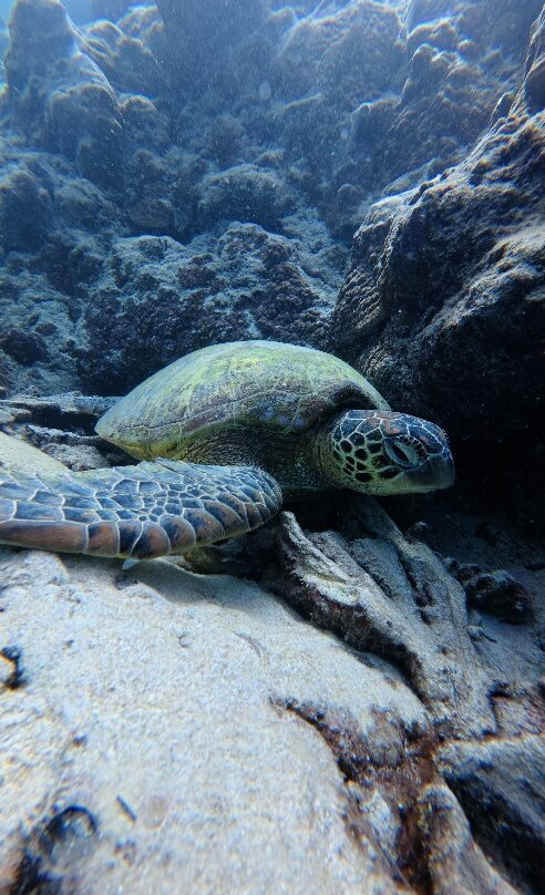 Go Local Cook Islands-堤堤卡维加必去景点