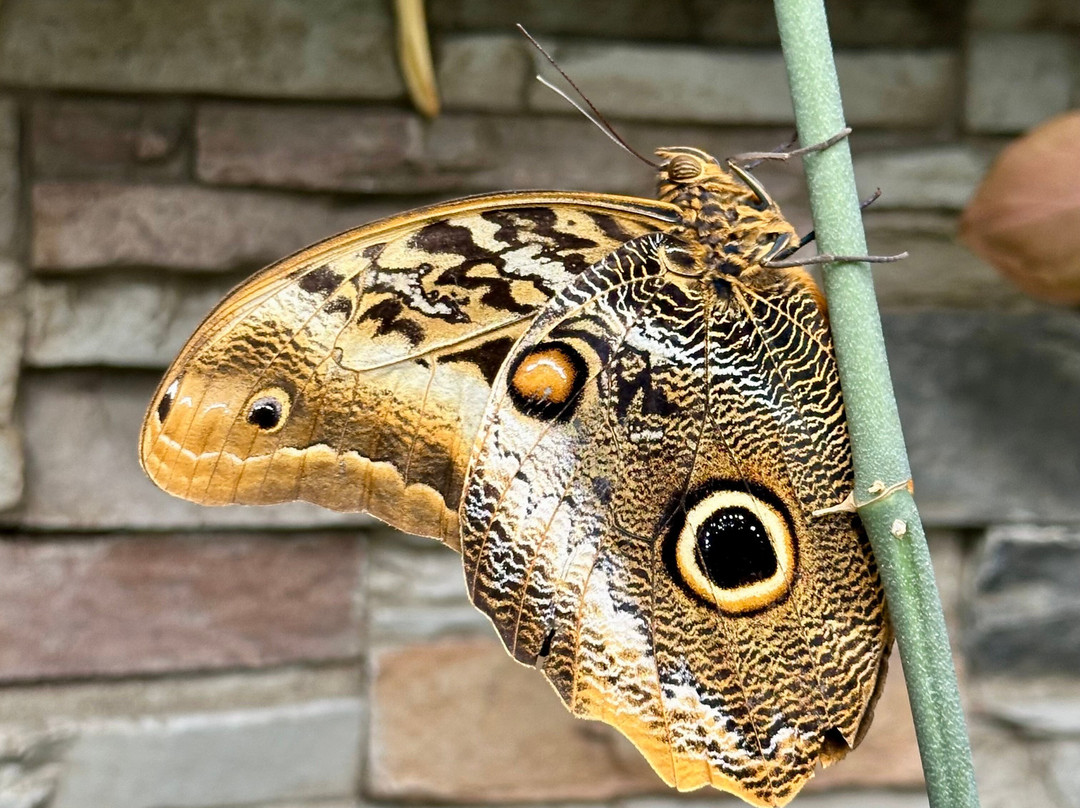 Missoula Butterfly House & Insectarium-米苏拉必去景点