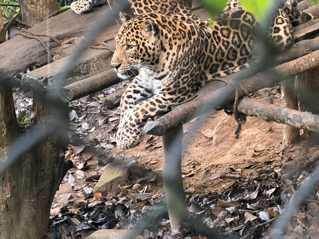 Padmaja Naidu Himalayan Zoological Park-大吉岭必去景点
