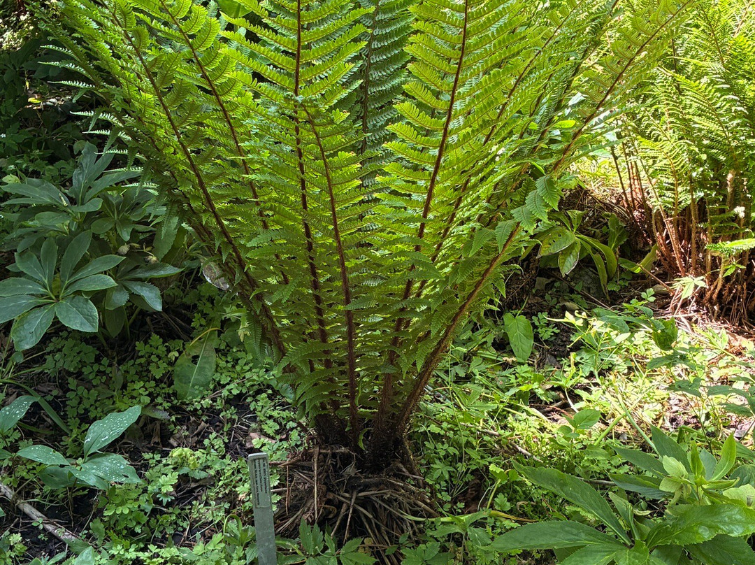 Hortus Botanicus Leiden-莱顿必去景点
