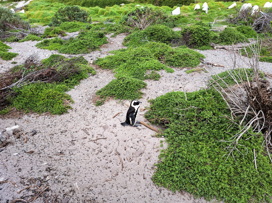 Stony Point Nature Reserve-Betty's Bay必去景点