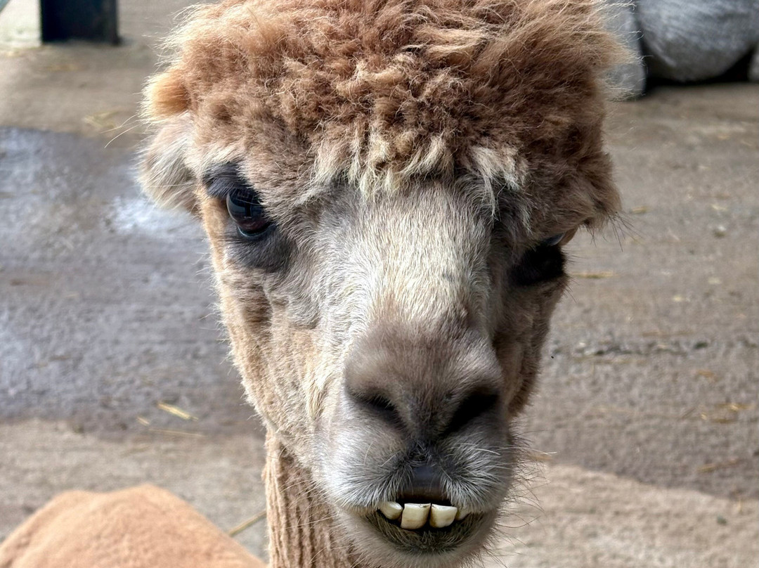 Cotswold Alpacas-切尔滕纳姆必去景点