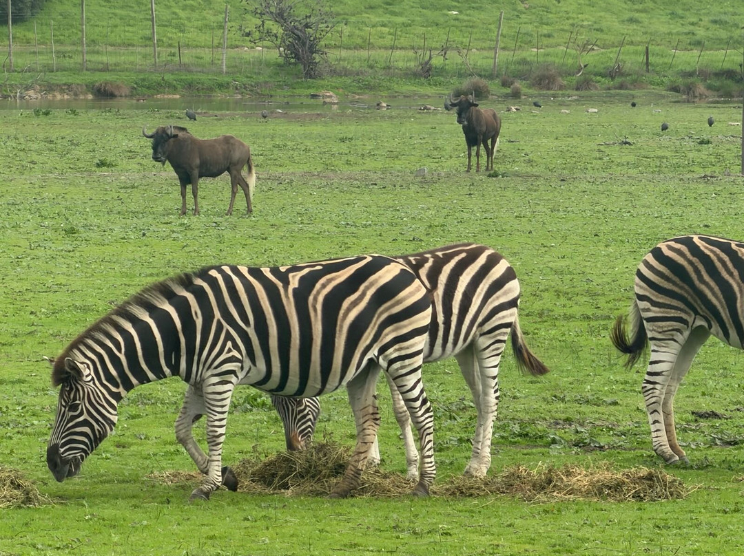 Giraffe House Wildlife Awareness Centre-斯泰伦博斯必去景点