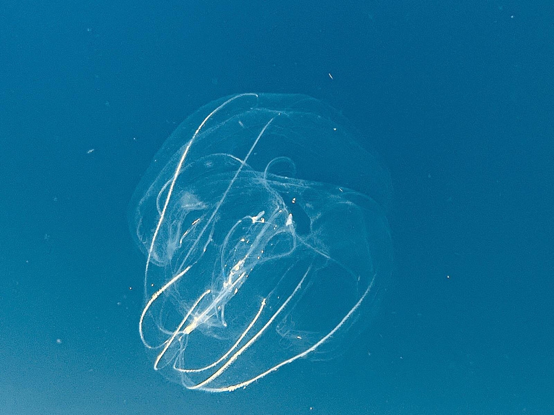 Dugong Dive Center-San Jose必去景点
