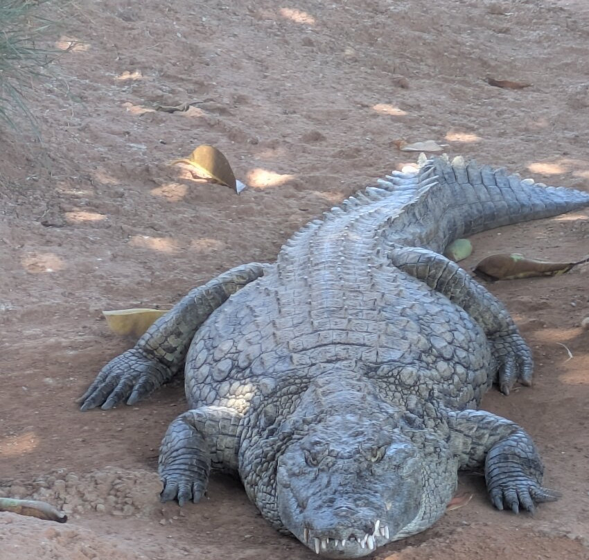 Crocoparc-阿加迪尔必去景点