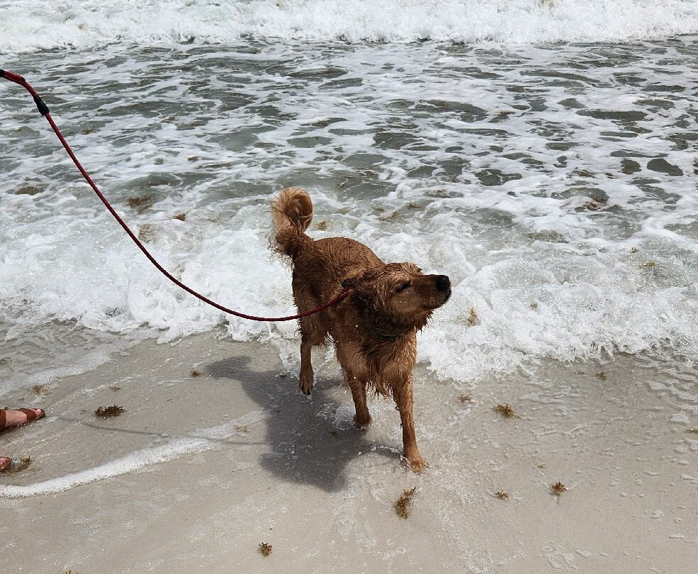 Pensacola Beach East Dog Park-彭萨科拉海滩必去景点