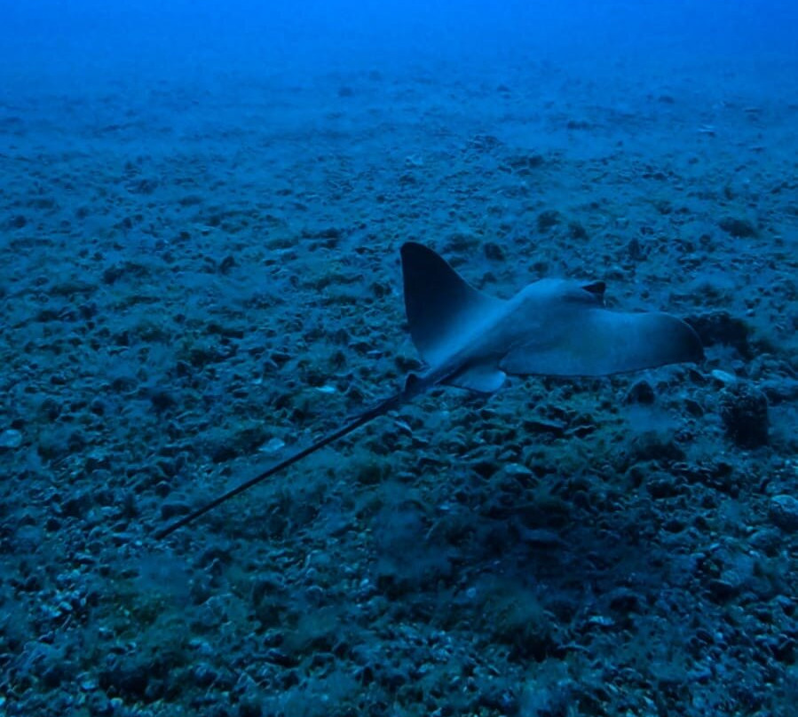 Dive Lovers Tenerife Dive Center-Costa del Silencio必去景点