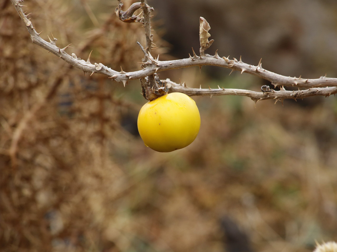 Bale Mountains National Park-Goba必去景点