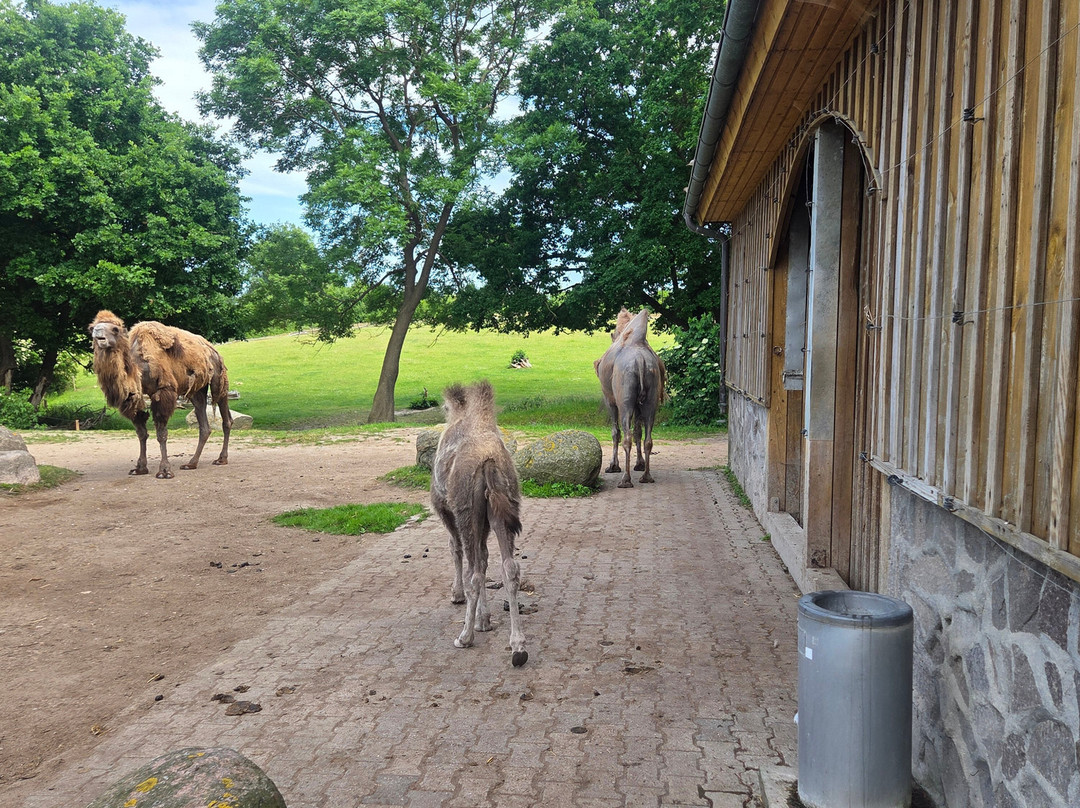 Derr Zoo-Park Arche Noah in Gromitz/Ostsee-Gromitz必去景点