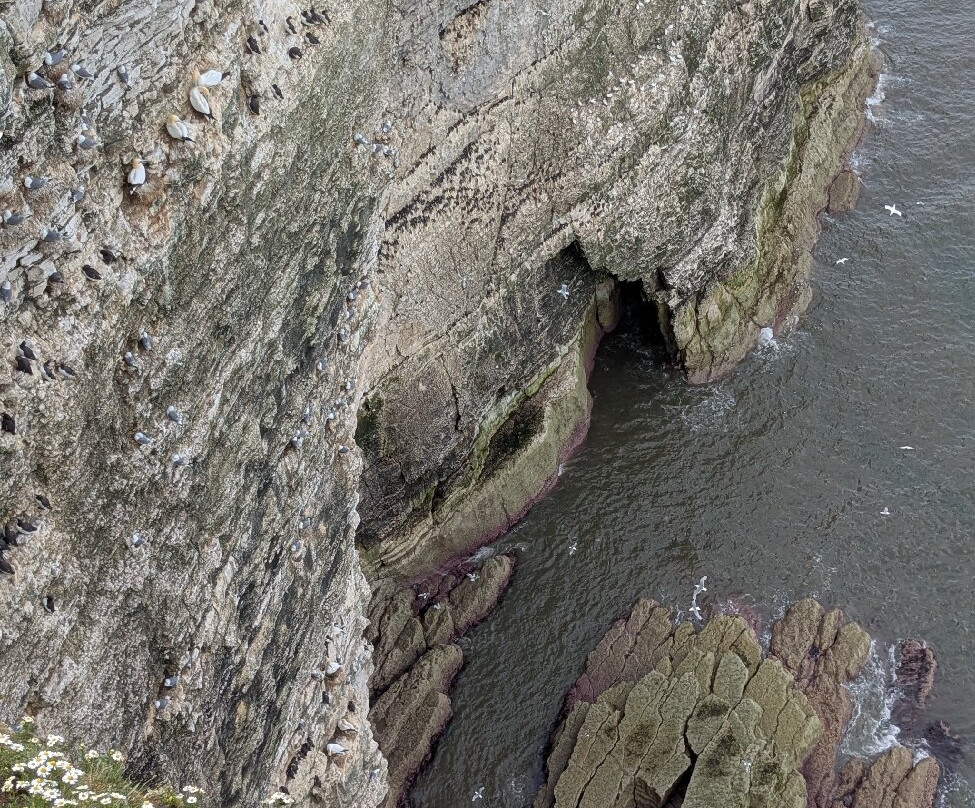 RSPB Bempton Cliffs-Bempton必去景点