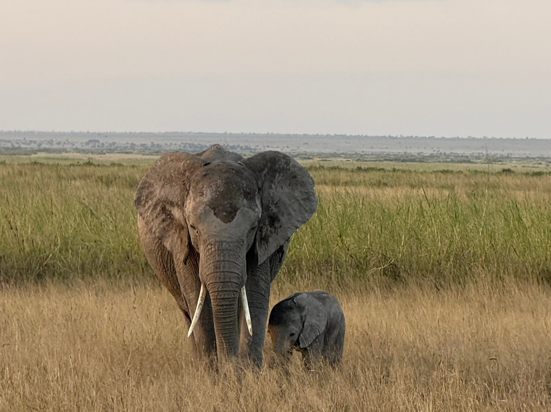 Live in Love Kenya tours and travel-Langata必去景点