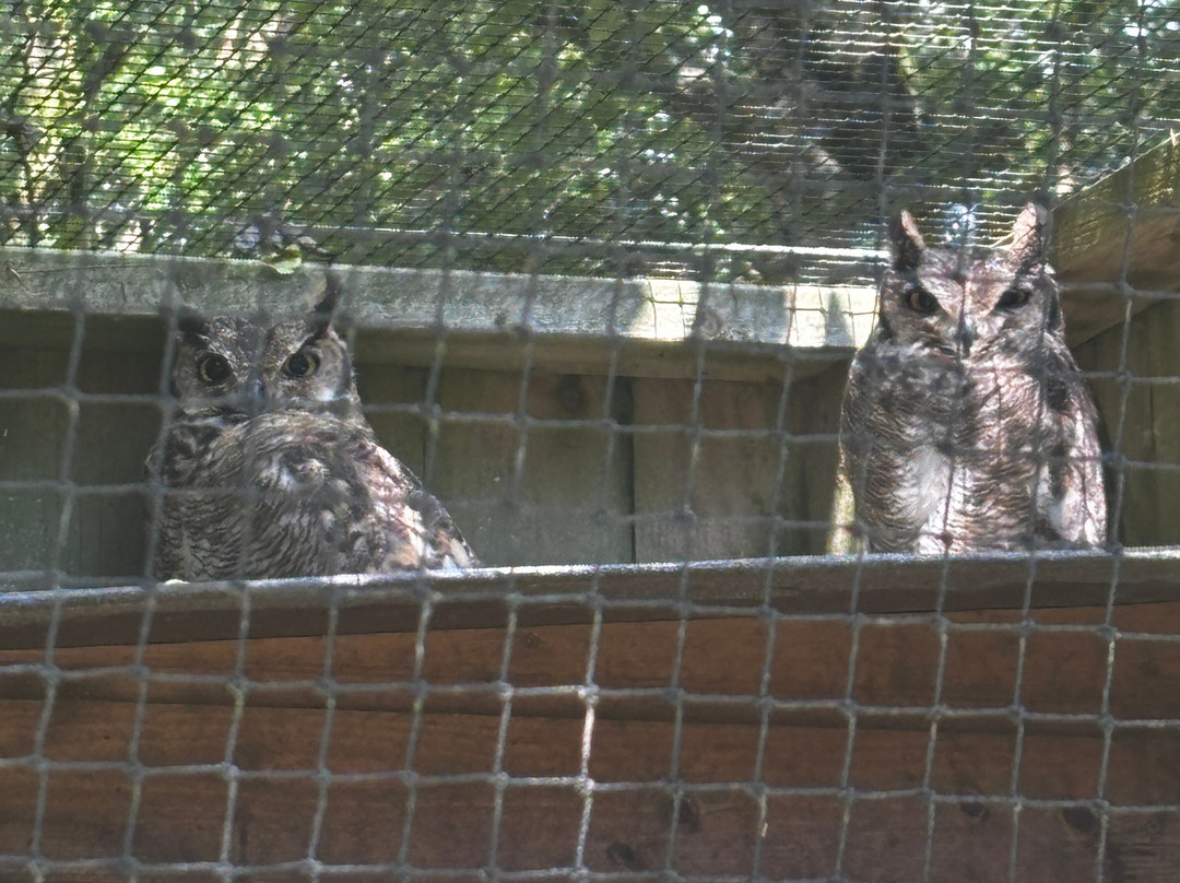 World of Owls-Randalstown必去景点
