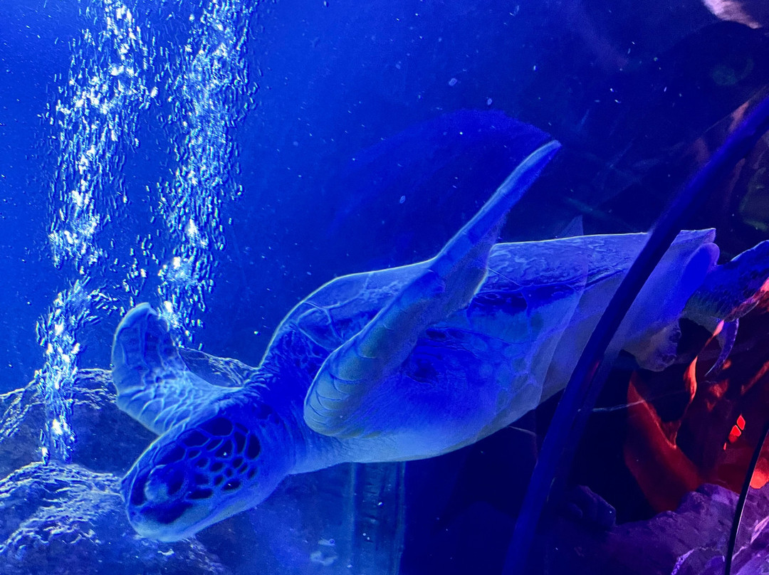 Sea Life Centre Great Yarmouth-大雅茅斯必去景点