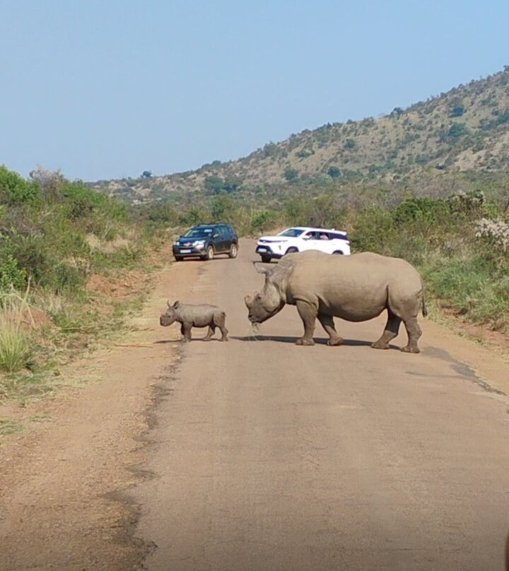 Pilanesberg National Park-太阳城必去景点