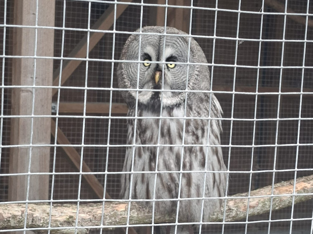 Screech Owl Sanctuary & Animal Park-St Columb Major必去景点