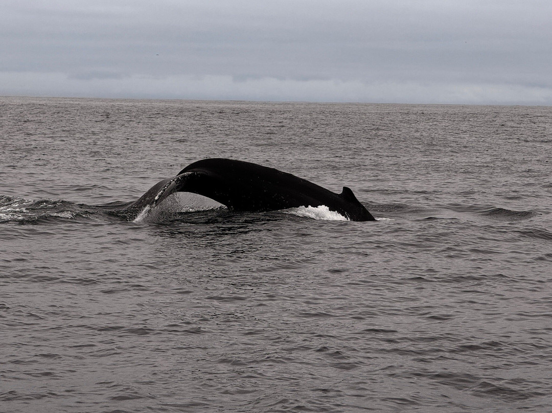 Discovery Whale Watch-蒙特雷必去景点