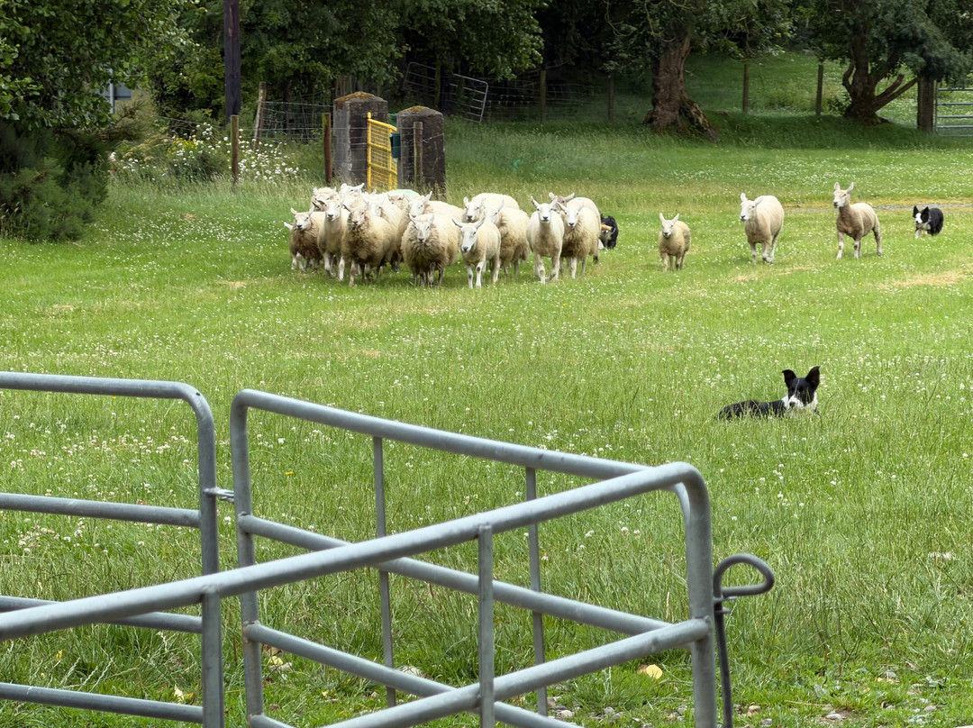 Irish Working Sheepdogs-基尔代尔郡必去景点