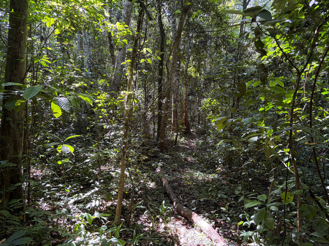 Budongo Forest-Western Region必去景点
