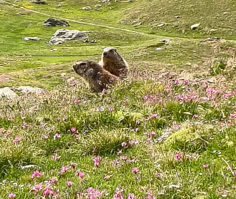 Colle del Nivolet-Ceresole Reale必去景点
