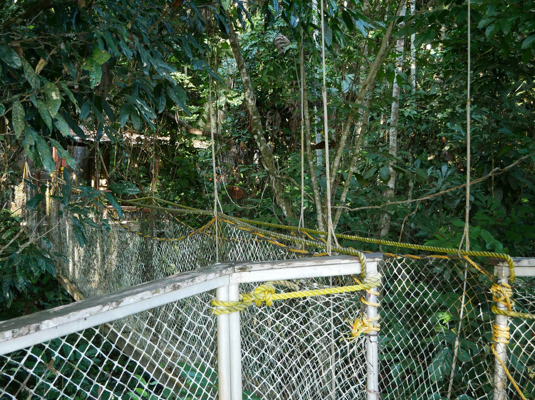 Iwokrama Canopy Walkway-Iwokrama Forest必去景点