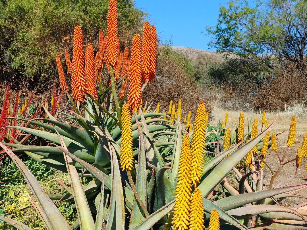 The Aloe Farm-哈特比斯普特必去景点
