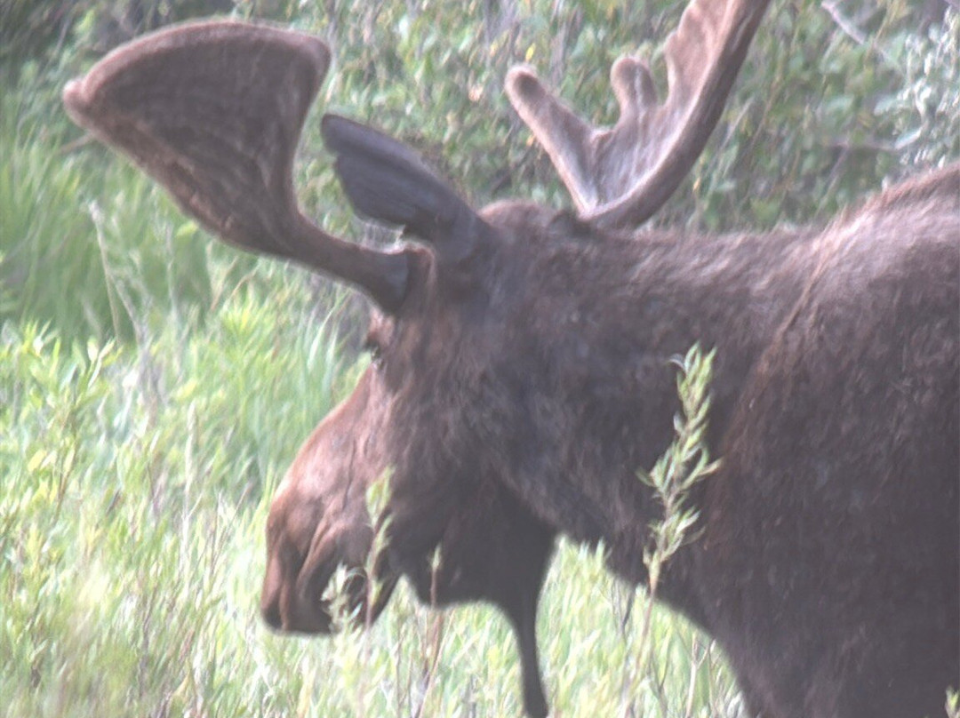 Jackson Hole Eco Tour Adventures-杰克逊必去景点