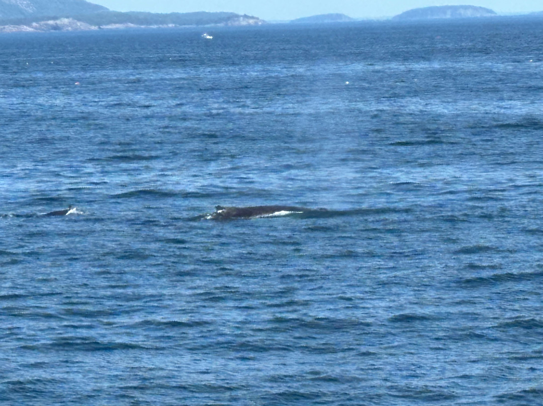 Bar Harbor Whale Watch Co.-巴港必去景点