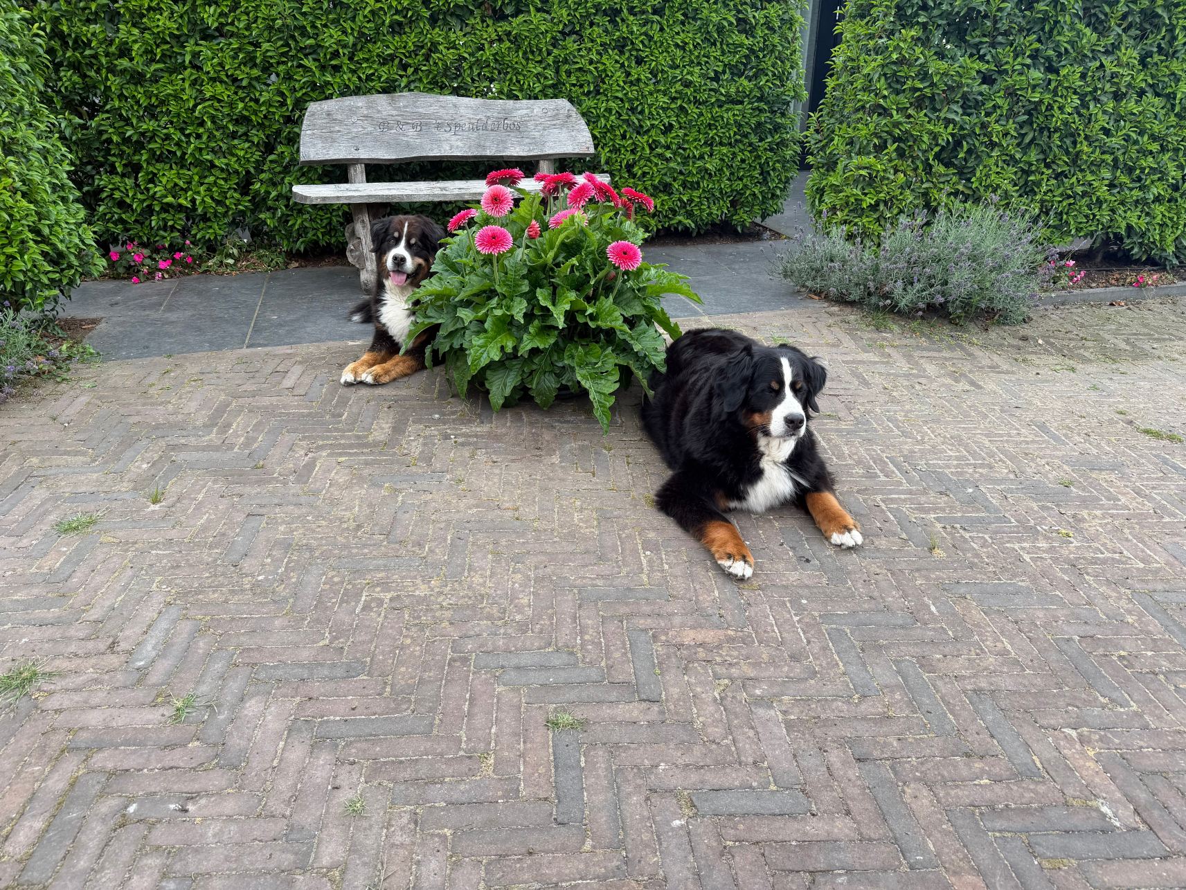 B&B 't Speulderbos-旅行者