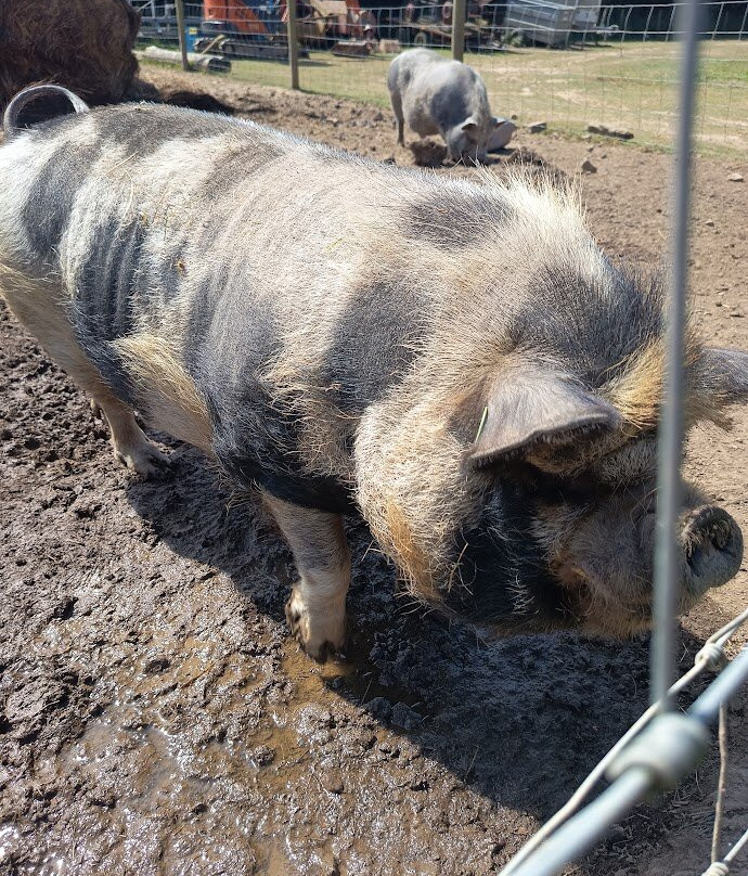 Woolley Animals Farm Park-Winkleigh必去景点
