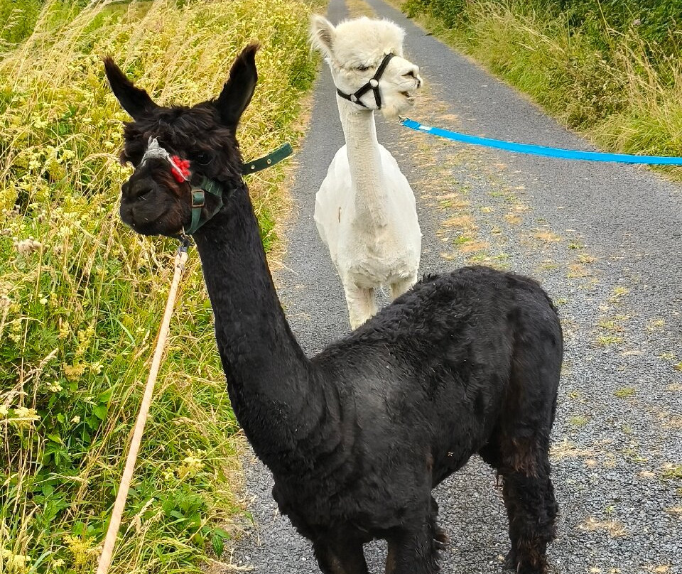The Flying Alpaca-Kilkee必去景点