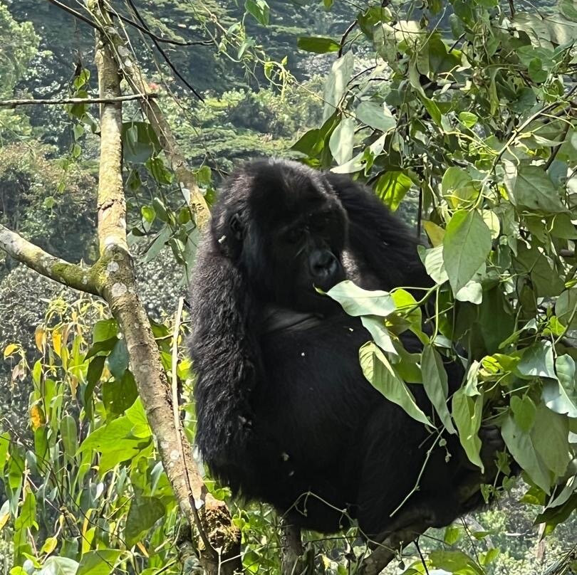Bwindi Impenetrable Forest-Western Region必去景点
