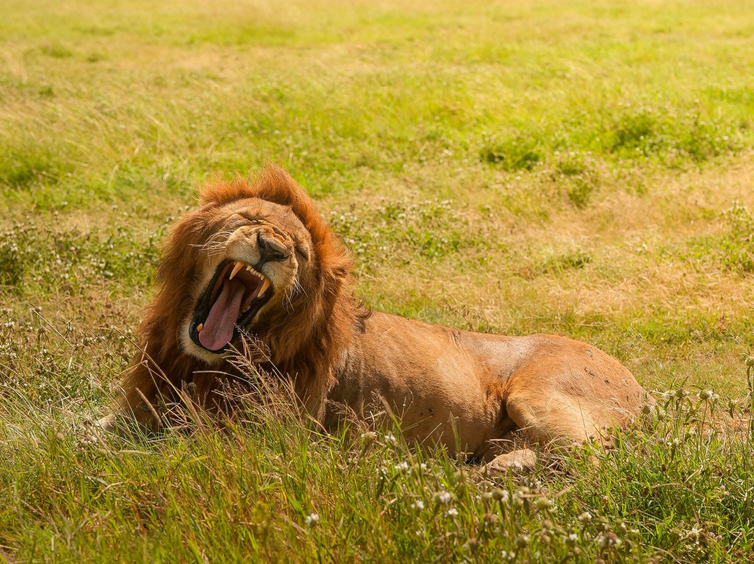 Makasa Tanzania Safaris-莫西必去景点