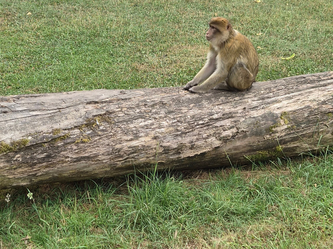 Trentham Monkey Forest-特伦特河畔斯托克必去景点