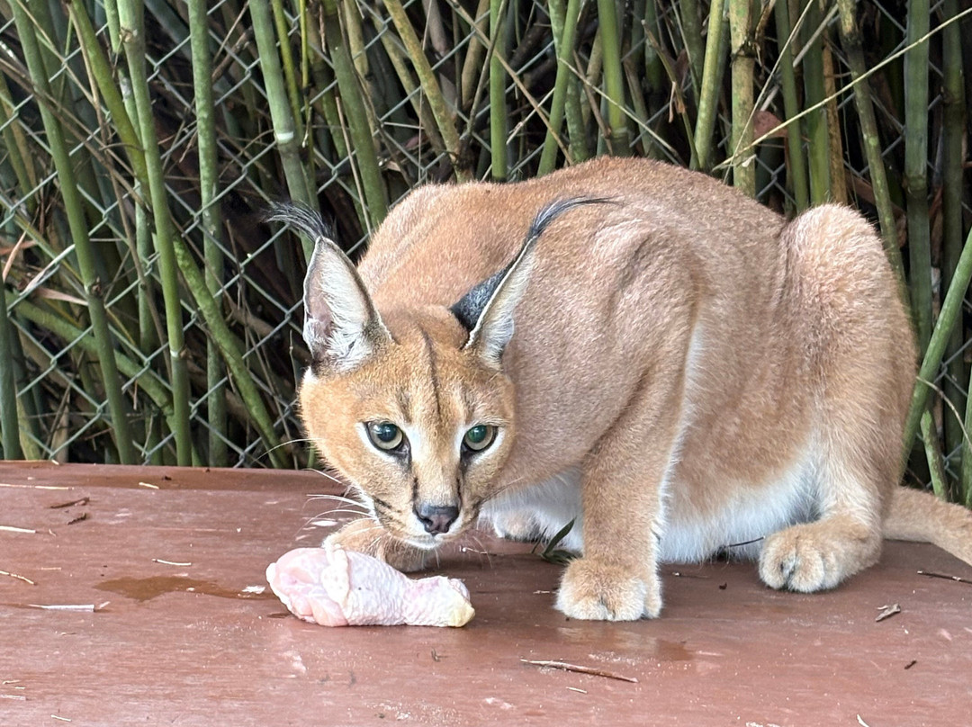 Bear Creek Feline Center-巴拿马城必去景点