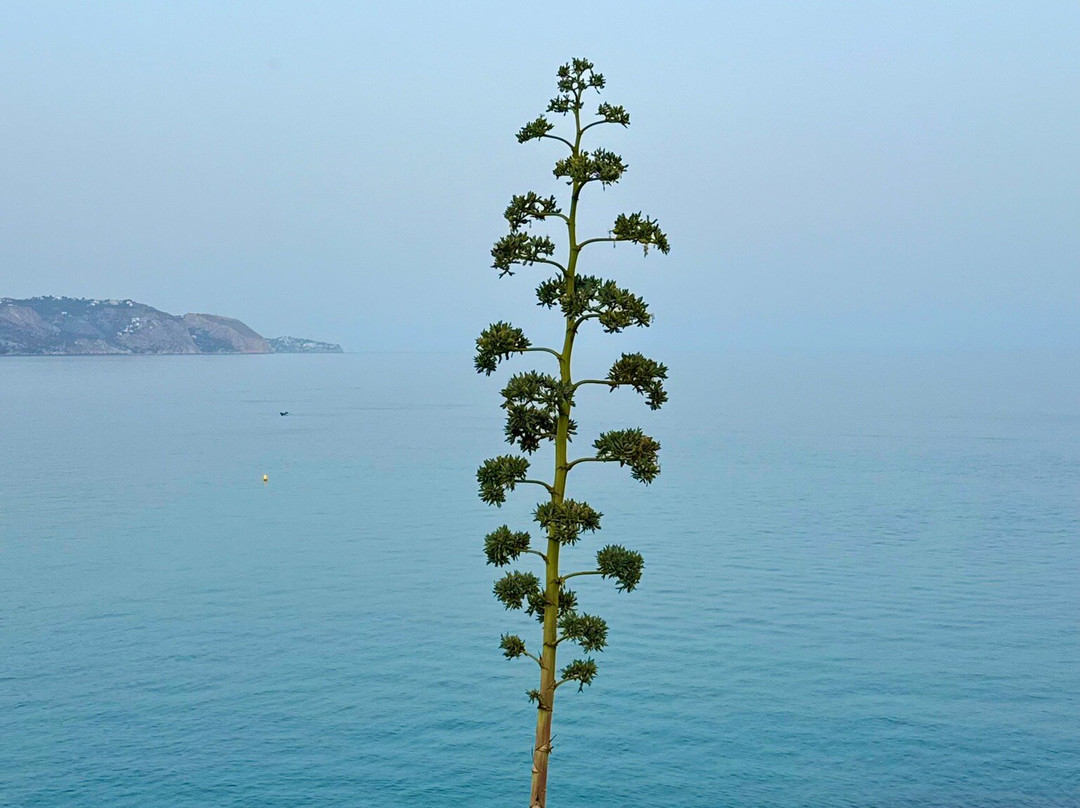 Calahonda Beach-内尔哈必去景点