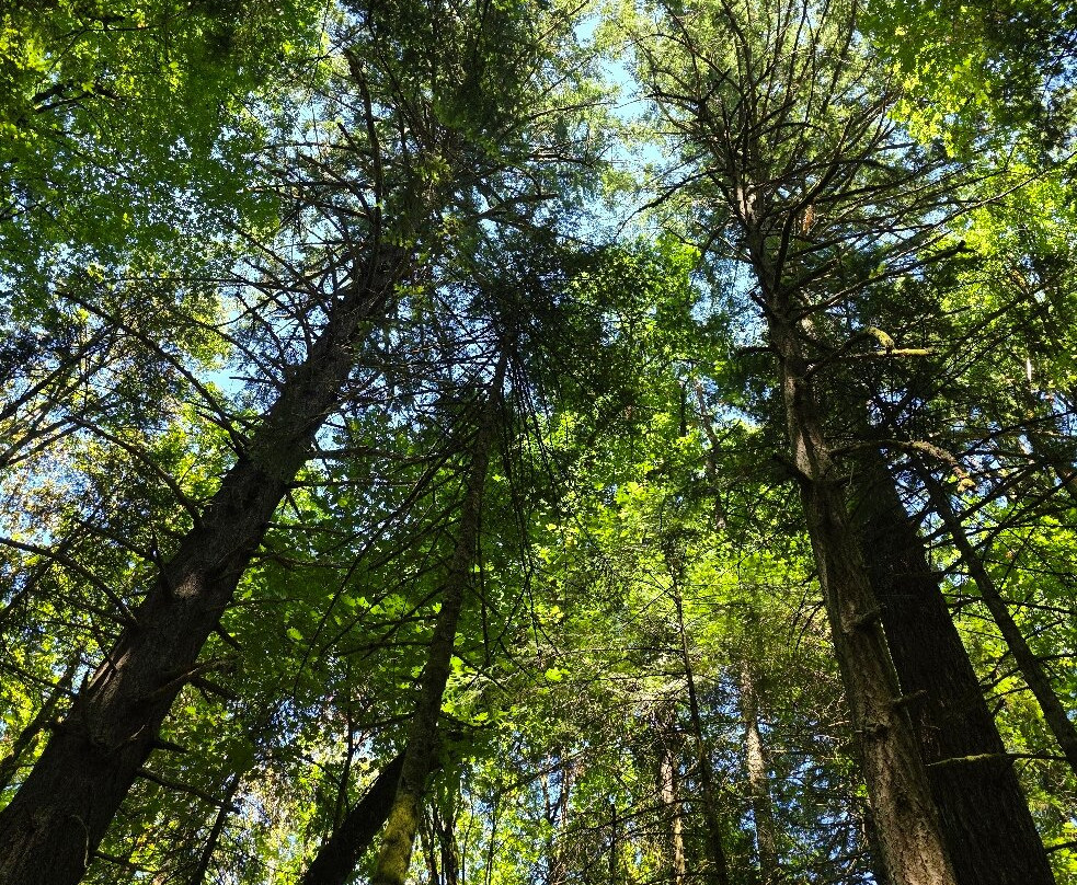 Hoyt Arboretum-波特兰必去景点