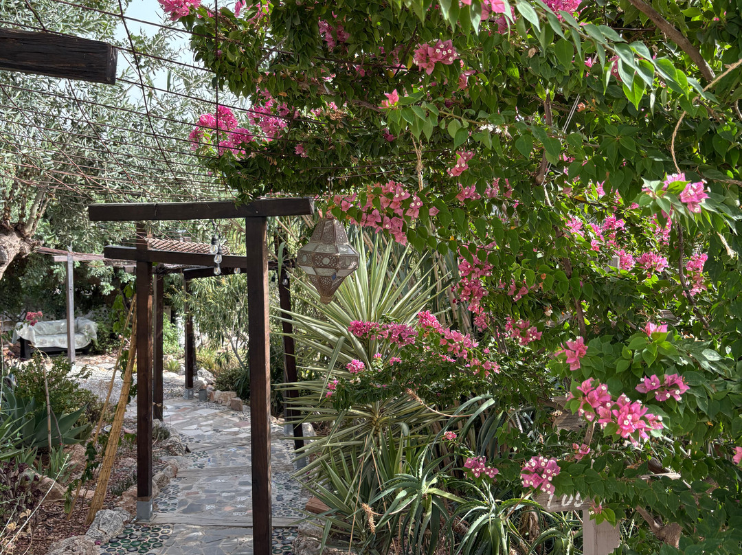 Olive Branch El Chorro主图