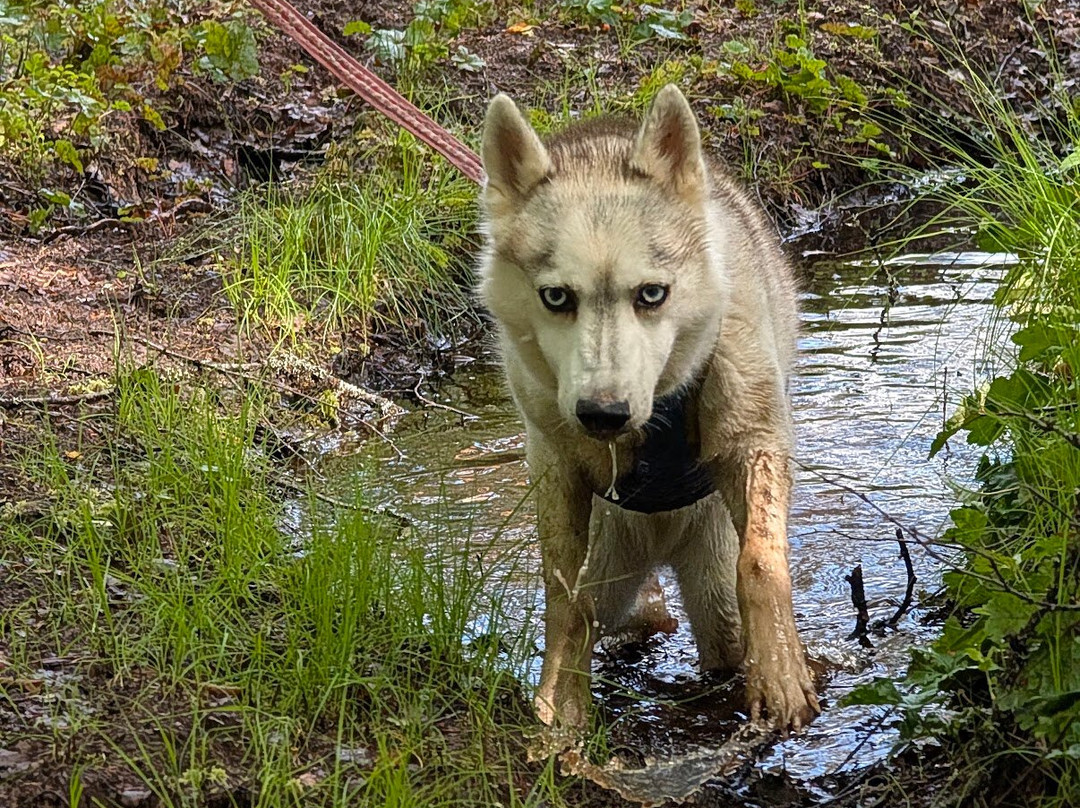 Nordic Husky Farm-Stromsund必去景点