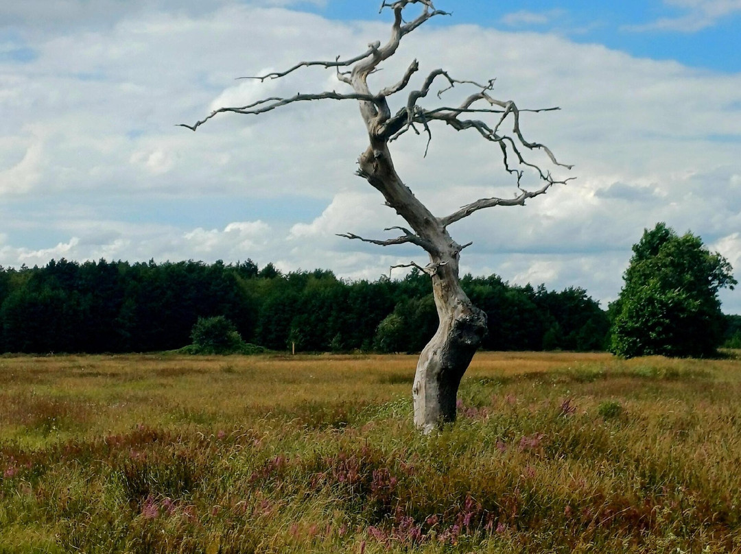 Nationaal Park Drentsche Aa-老磨坊必去景点