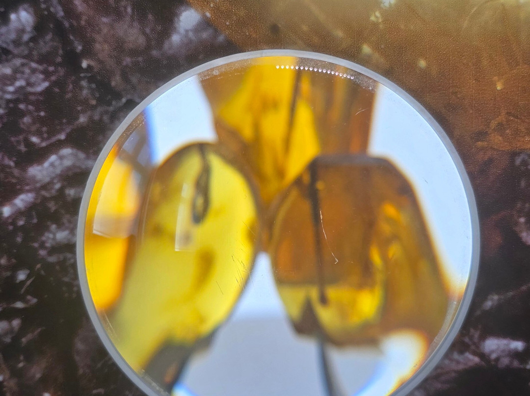 Palanga Amber Museum-帕兰加必去景点