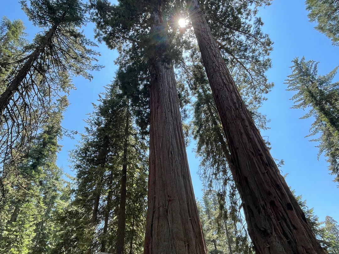 General Sherman Tree-红杉&国王峡谷国家公园必去景点
