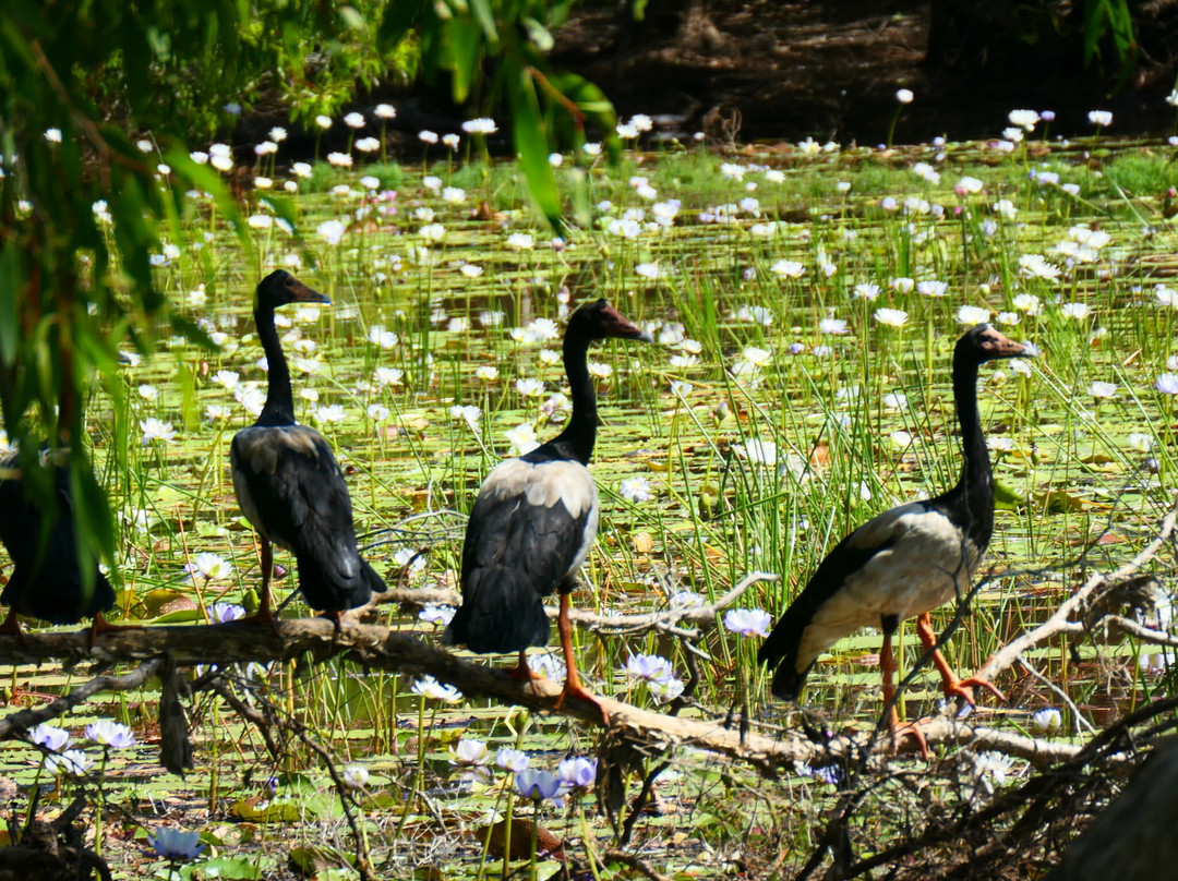 North West Outback Safaris-凯恩斯必去景点