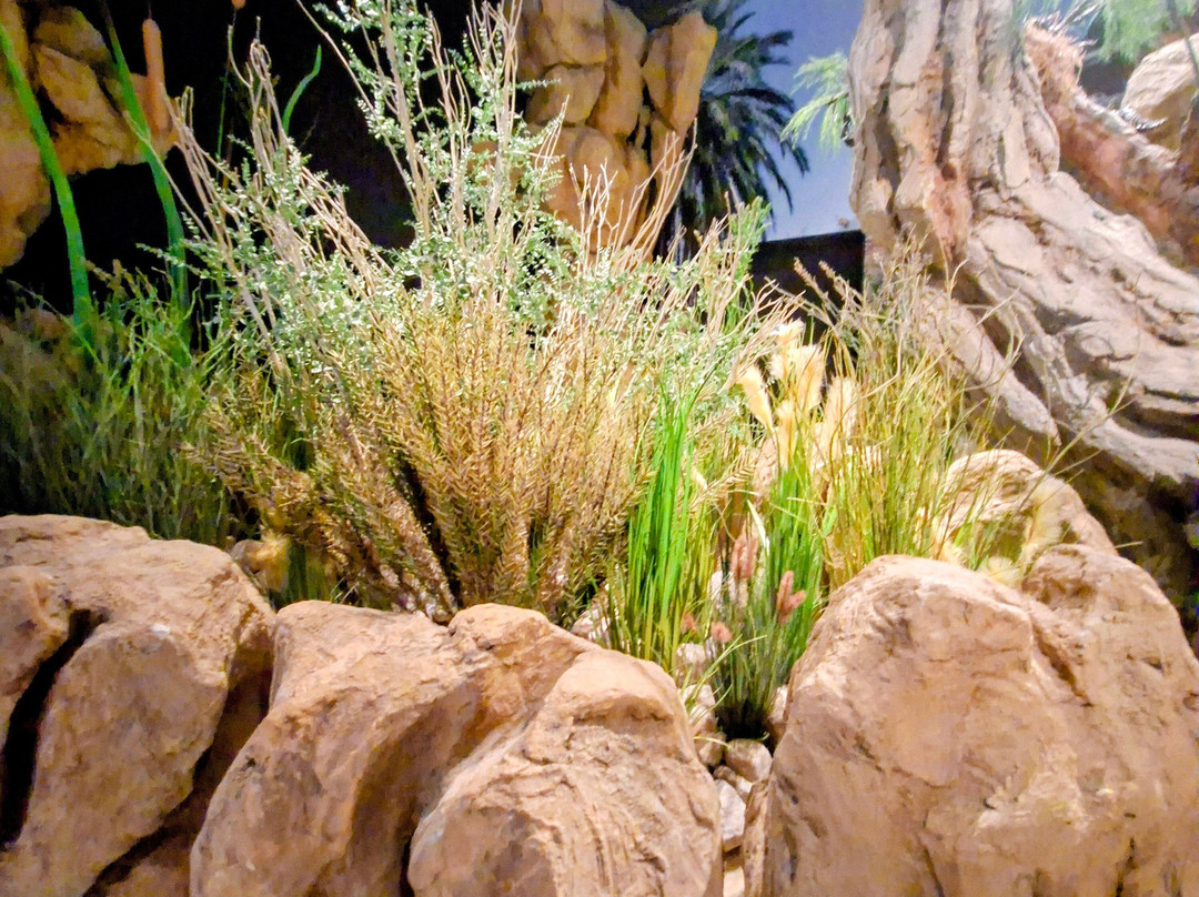 Enot Tsukim Nature Reserve - Ein Feshkha-Dead Sea Region必去景点