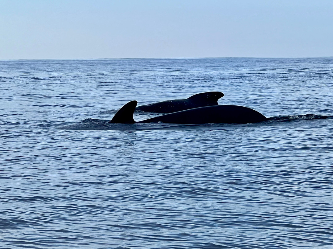 Capt. Mark's Whale and Seal Cruise-Pleasant Bay必去景点