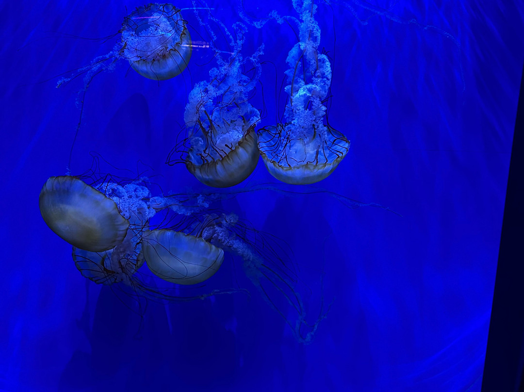 Newport Aquarium-Newport必去景点