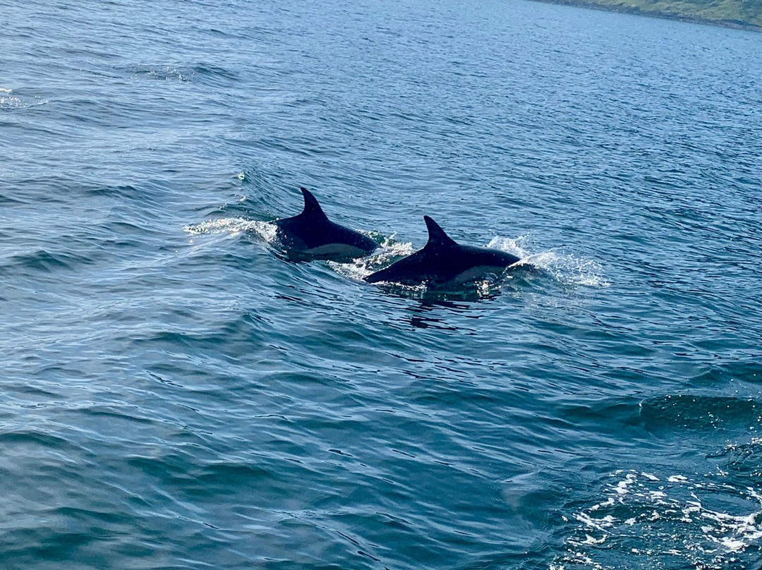 Stardust Boat Trips Portree-Portree必去景点