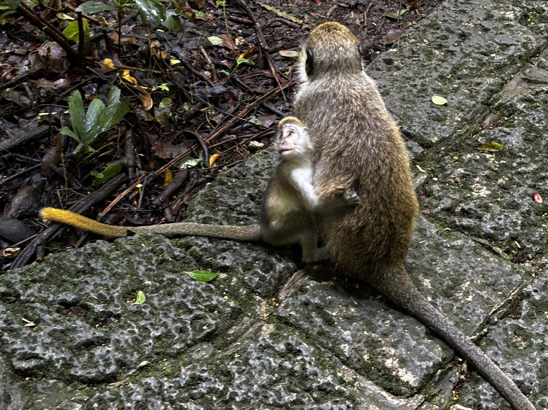 Barbados Wildlife Reserve-Saint Peter Parish必去景点